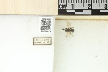 Media type: image;   Entomology 768673 Aspect: Labels